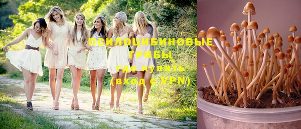 PSILOCYBIN Дмитриев